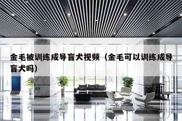 金毛被训练成导盲犬视频（金毛可以训练成导盲犬吗）