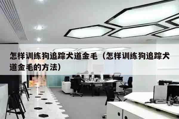 怎样训练狗追踪犬道金毛（怎样训练狗追踪犬道金毛的方法）