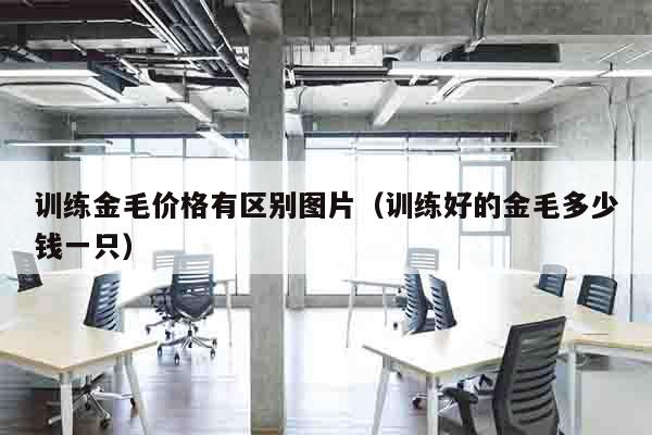 训练金毛价格有区别图片（训练好的金毛多少钱一只）