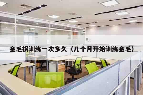 金毛拐训练一次多久（几个月开始训练金毛）