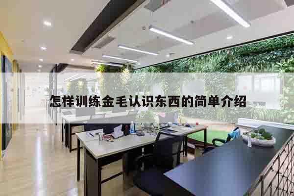 怎样训练金毛认识东西的简单介绍