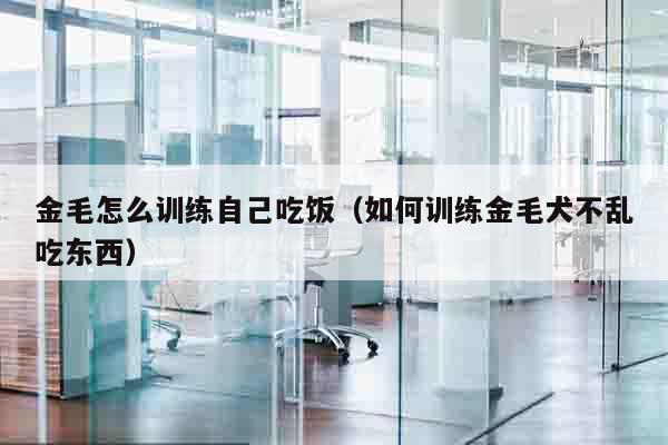 金毛怎么训练自己吃饭（如何训练金毛犬不乱吃东西）