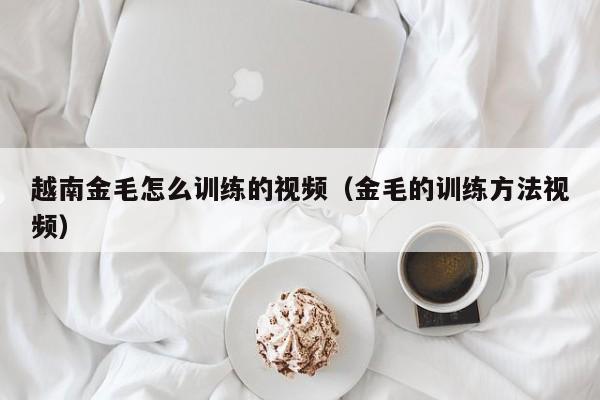 越南金毛怎么训练的视频（金毛的训练方法视频）
