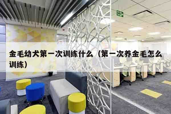 金毛幼犬第一次训练什么（第一次养金毛怎么训练）