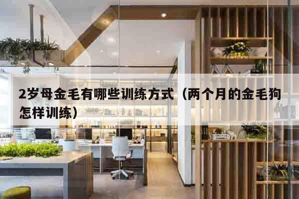 2岁母金毛有哪些训练方式（两个月的金毛狗怎样训练）