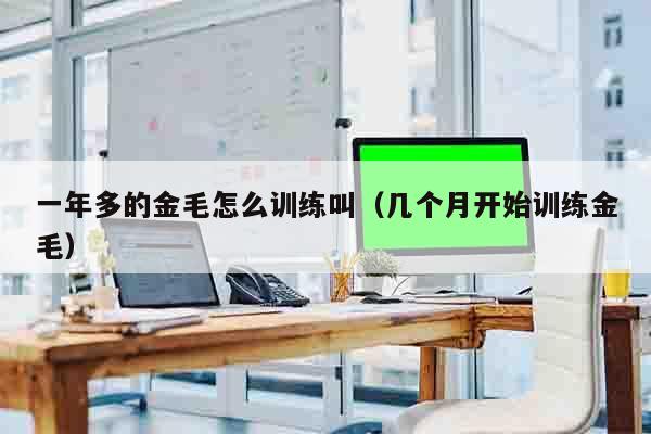 一年多的金毛怎么训练叫（几个月开始训练金毛）