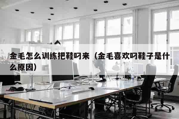 金毛怎么训练把鞋叼来（金毛喜欢叼鞋子是什么原因）