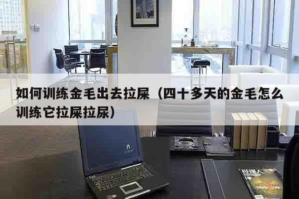 如何训练金毛出去拉屎（四十多天的金毛怎么训练它拉屎拉尿）