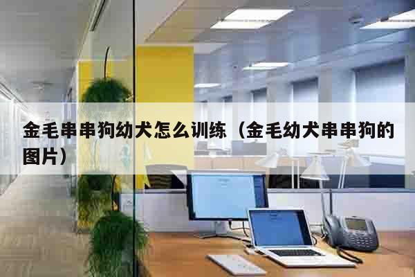 金毛串串狗幼犬怎么训练（金毛幼犬串串狗的图片）