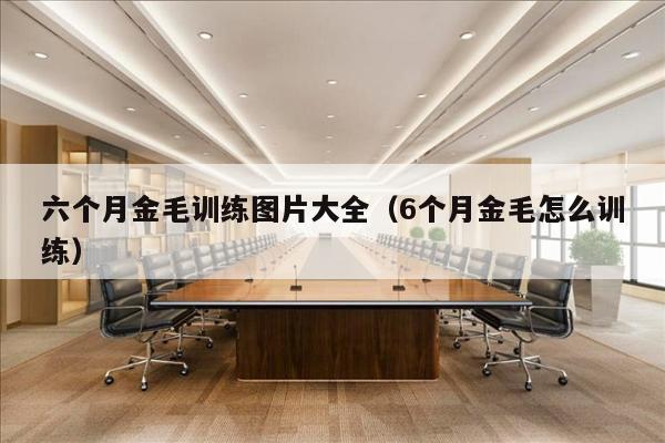 六个月金毛训练图片大全（6个月金毛怎么训练）