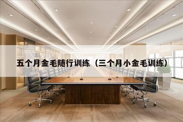 五个月金毛随行训练（三个月小金毛训练）
