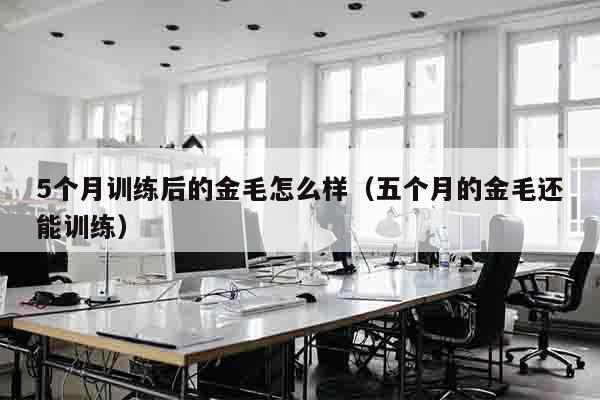 5个月训练后的金毛怎么样（五个月的金毛还能训练）