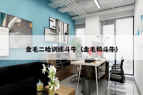 金毛二哈训练斗牛（金毛和斗牛）