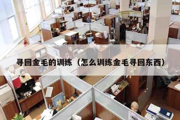 寻回金毛的训练（怎么训练金毛寻回东西）