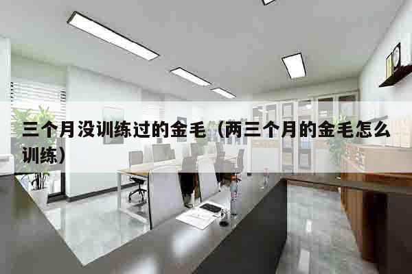 三个月没训练过的金毛（两三个月的金毛怎么训练）