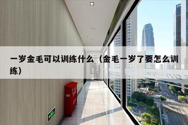 一岁金毛可以训练什么（金毛一岁了要怎么训练）