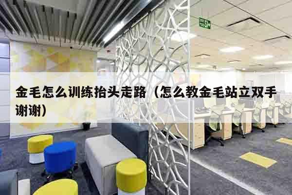 金毛怎么训练抬头走路（怎么教金毛站立双手谢谢）