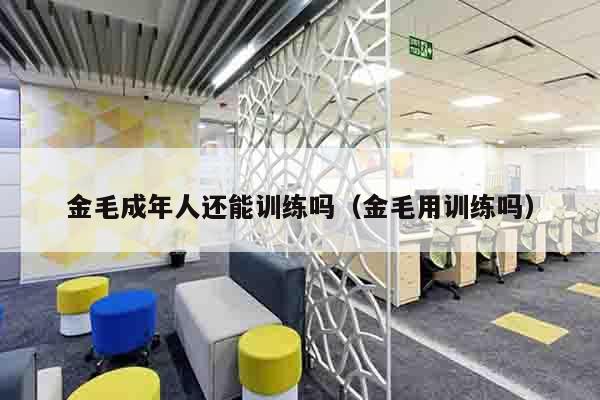 金毛成年人还能训练吗（金毛用训练吗）