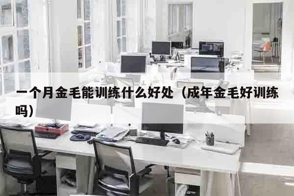 一个月金毛能训练什么好处（成年金毛好训练吗）