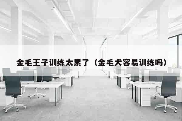 金毛王子训练太累了（金毛犬容易训练吗）