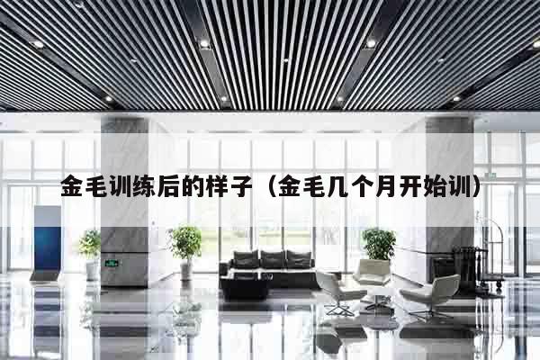 金毛训练后的样子（金毛几个月开始训）
