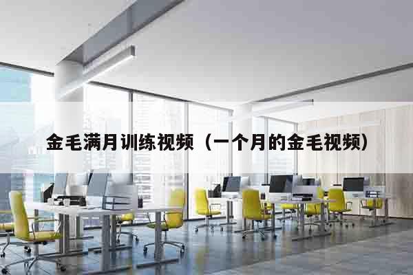 金毛满月训练视频（一个月的金毛视频）