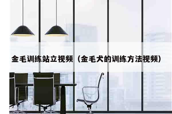 金毛训练站立视频（金毛犬的训练方法视频）