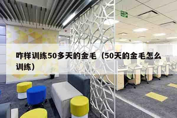 咋样训练50多天的金毛（50天的金毛怎么训练）