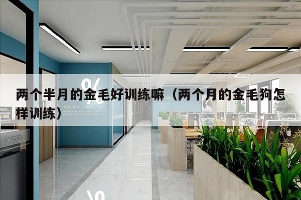 两个半月的金毛好训练嘛（两个月的金毛狗怎样训练）