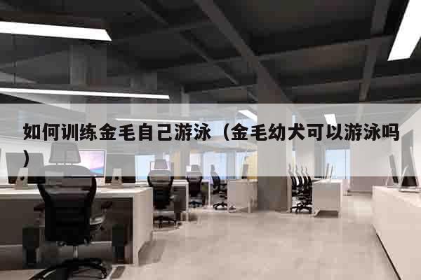 如何训练金毛自己游泳（金毛幼犬可以游泳吗）