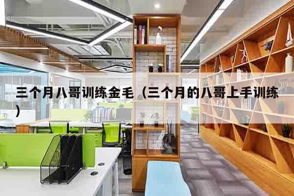 三个月八哥训练金毛（三个月的八哥上手训练）