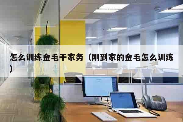 怎么训练金毛干家务（刚到家的金毛怎么训练）