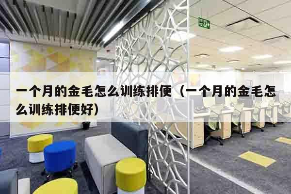 一个月的金毛怎么训练排便（一个月的金毛怎么训练排便好）