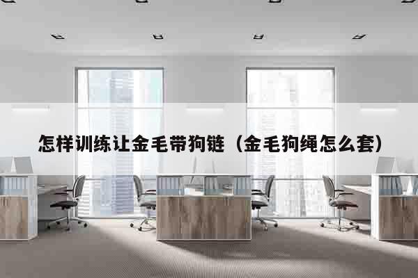 怎样训练让金毛带狗链（金毛狗绳怎么套）