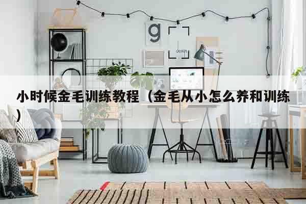 小时候金毛训练教程（金毛从小怎么养和训练）
