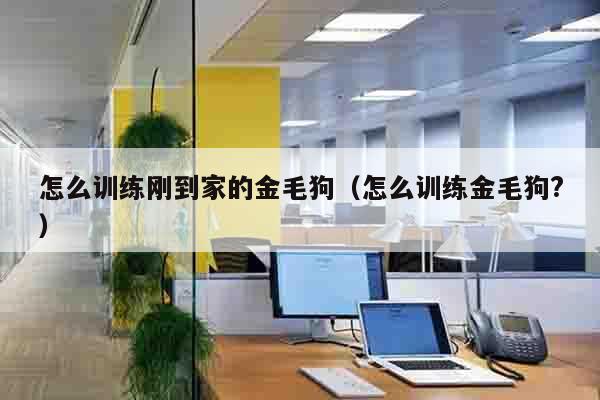 怎么训练刚到家的金毛狗（怎么训练金毛狗?）