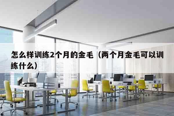 怎么样训练2个月的金毛（两个月金毛可以训练什么）