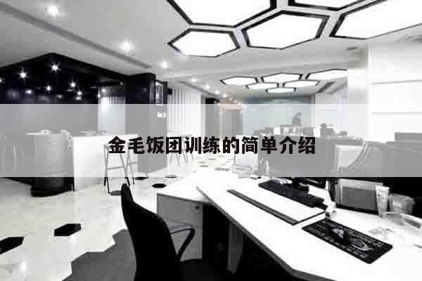 金毛饭团训练的简单介绍