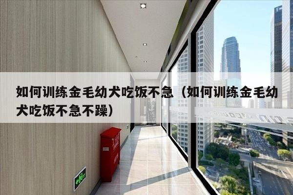 如何训练金毛幼犬吃饭不急（如何训练金毛幼犬吃饭不急不躁）