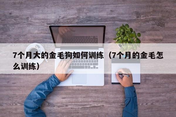 7个月大的金毛狗如何训练（7个月的金毛怎么训练）