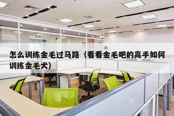 怎么训练金毛过马路（看看金毛吧的高手如何训练金毛犬）