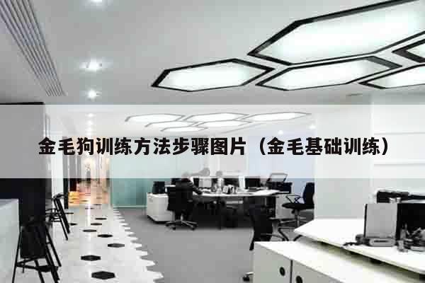 金毛狗训练方法步骤图片（金毛基础训练）