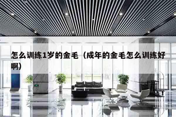怎么训练1岁的金毛（成年的金毛怎么训练好啊）