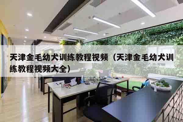 天津金毛幼犬训练教程视频（天津金毛幼犬训练教程视频大全）