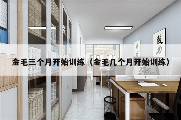金毛三个月开始训练（金毛几个月开始训练）