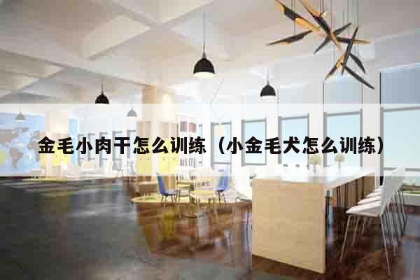 金毛小肉干怎么训练（小金毛犬怎么训练）
