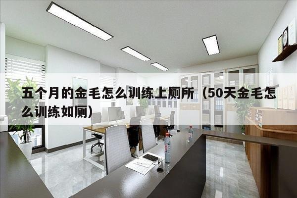 五个月的金毛怎么训练上厕所（50天金毛怎么训练如厕）