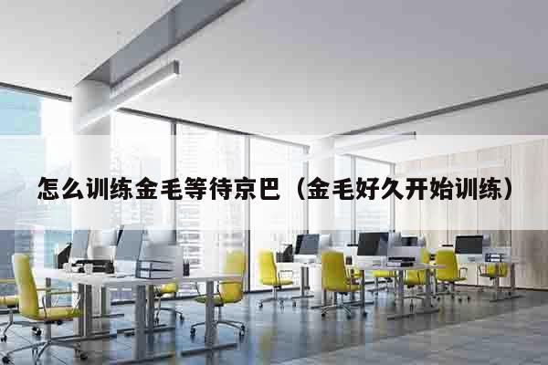 怎么训练金毛等待京巴（金毛好久开始训练）