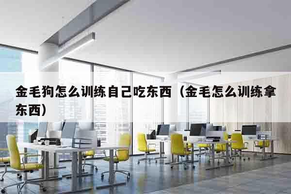 金毛狗怎么训练自己吃东西（金毛怎么训练拿东西）
