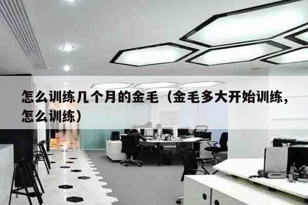 怎么训练几个月的金毛（金毛多大开始训练,怎么训练）